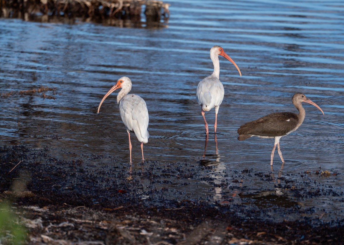 White Ibis - ML638875440