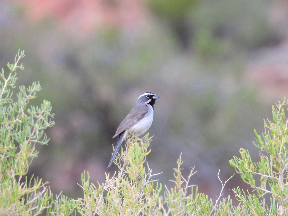 Black-throated Sparrow - ML638875441