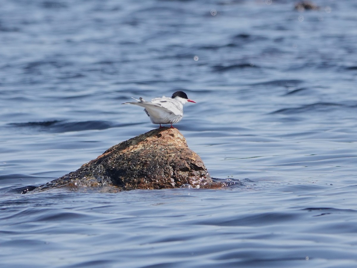 Arctic Tern - ML638875443