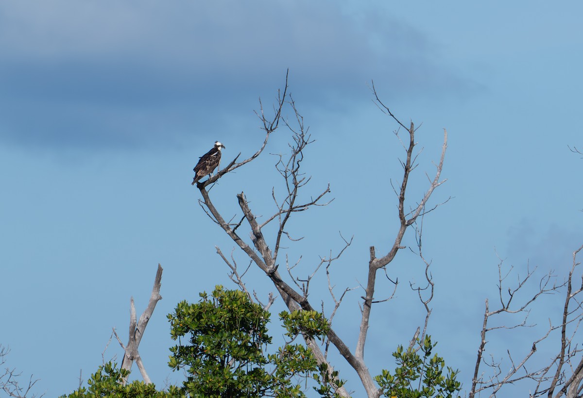 Osprey - ML638875444