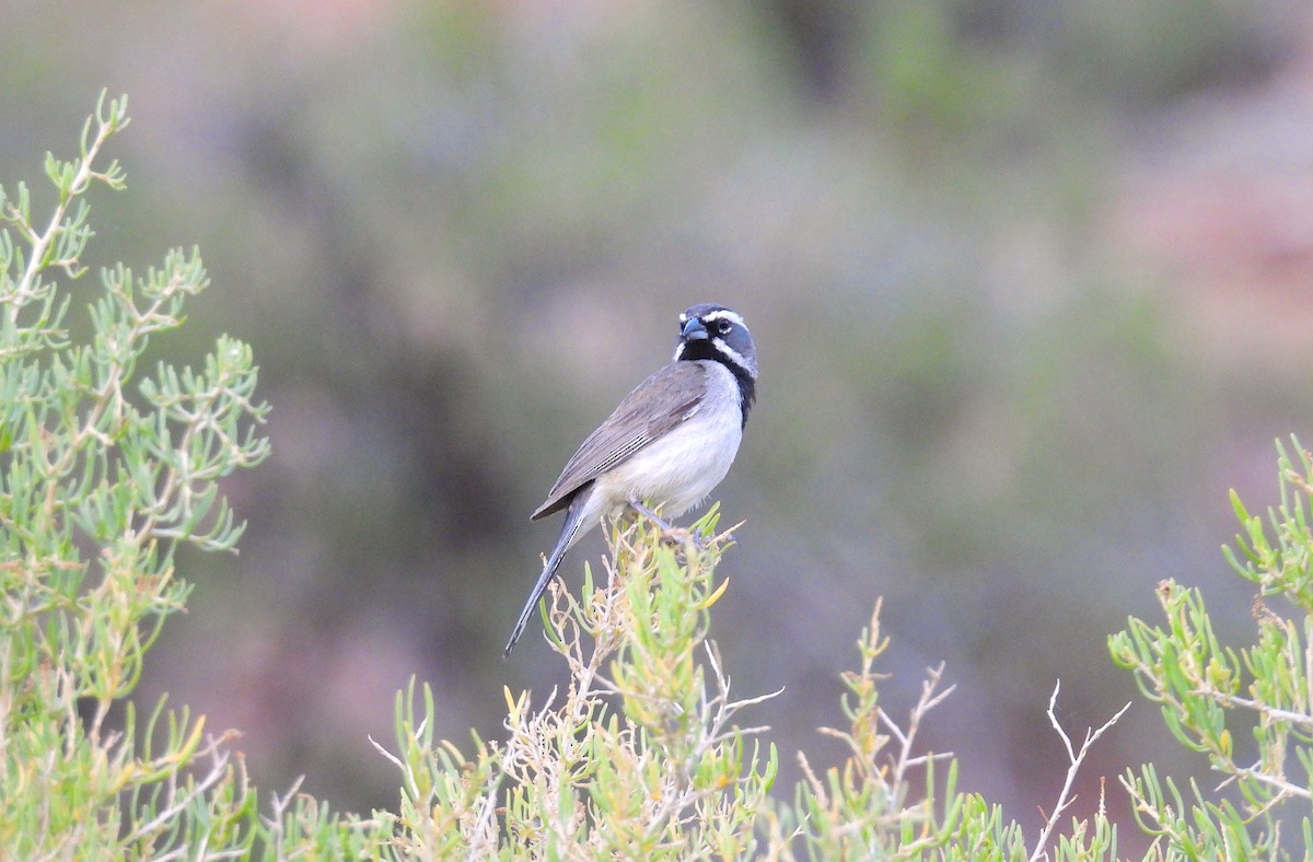 Black-throated Sparrow - ML638875446