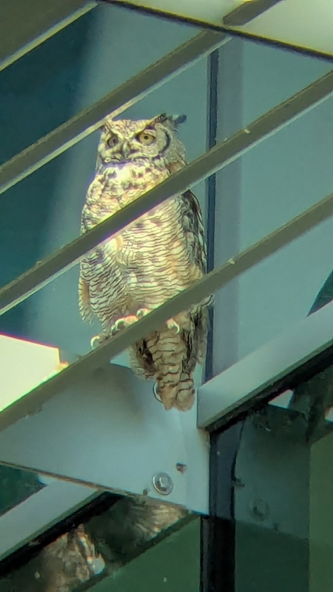 Great Horned Owl - ML638875503