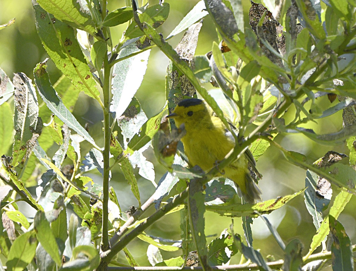 Wilson's Warbler - ML638875505