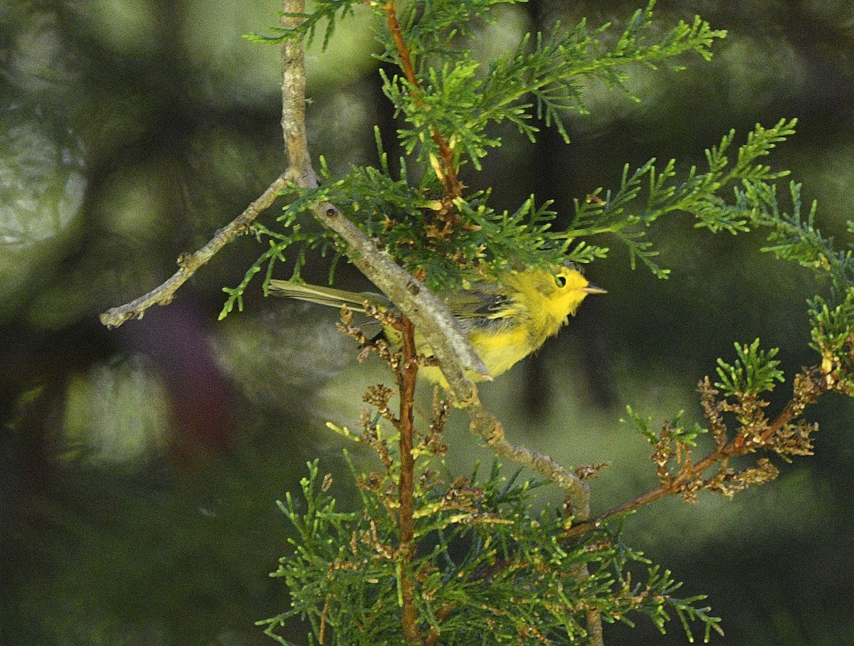 Wilson's Warbler - ML638875506