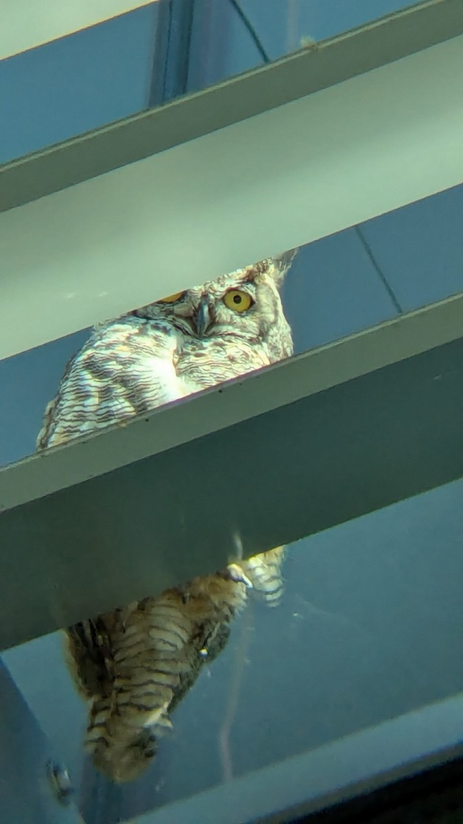 Great Horned Owl - ML638875511