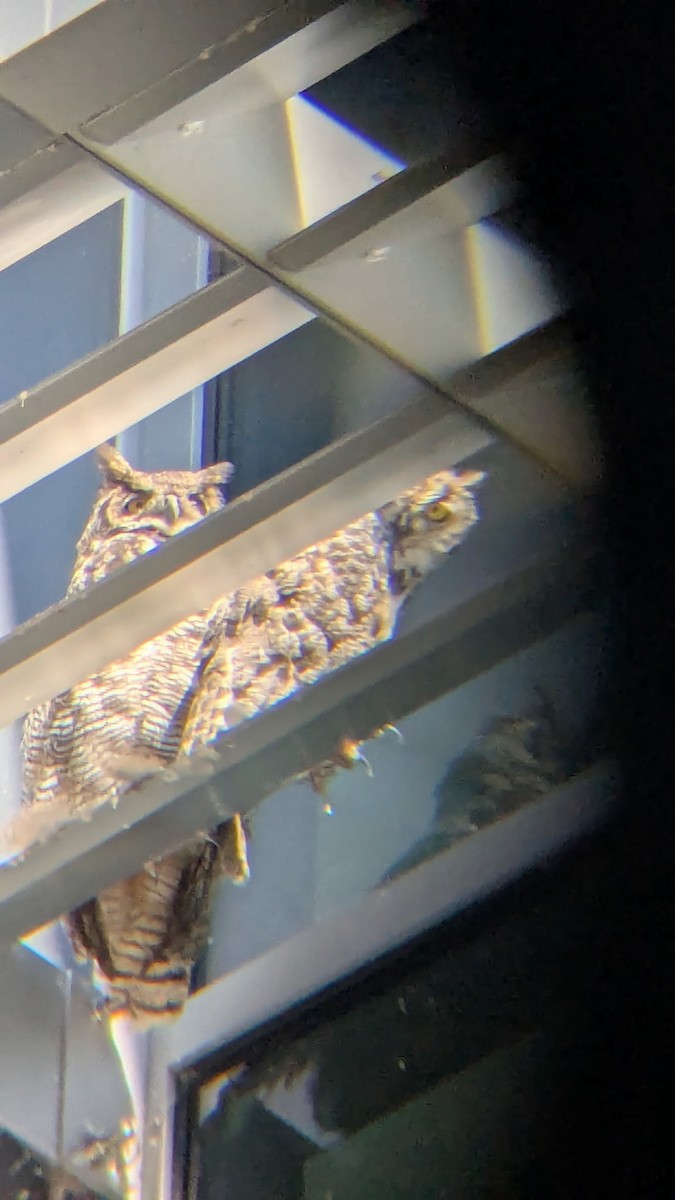 Great Horned Owl - ML638875513