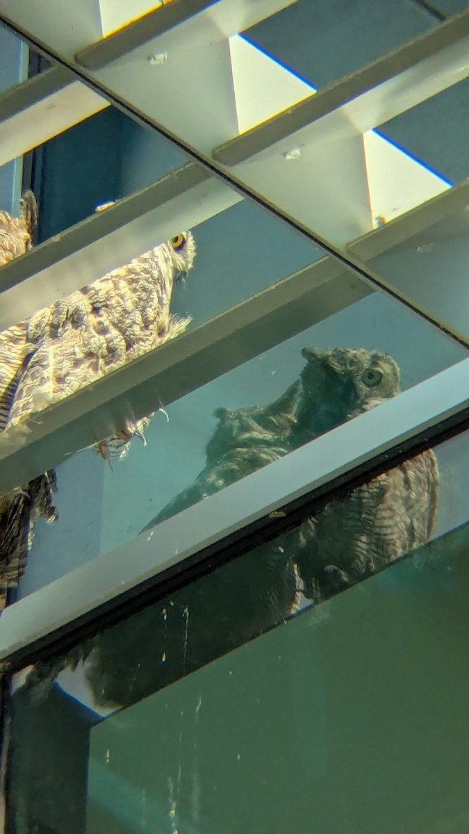 Great Horned Owl - ML638875514
