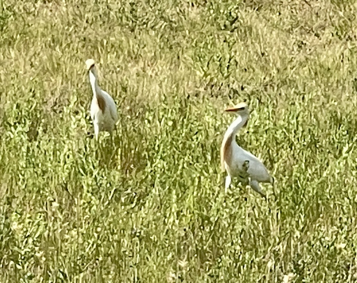 Western Cattle-Egret - ML638875516