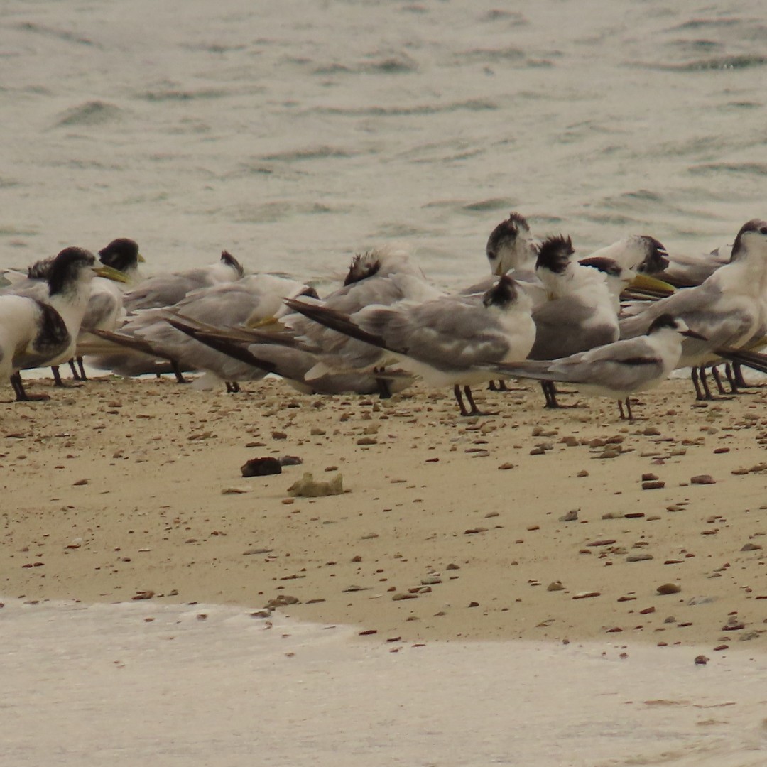 Common Tern (longipennis) - ML638875526