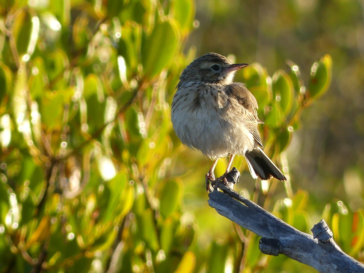Australian Pipit - ML638875528