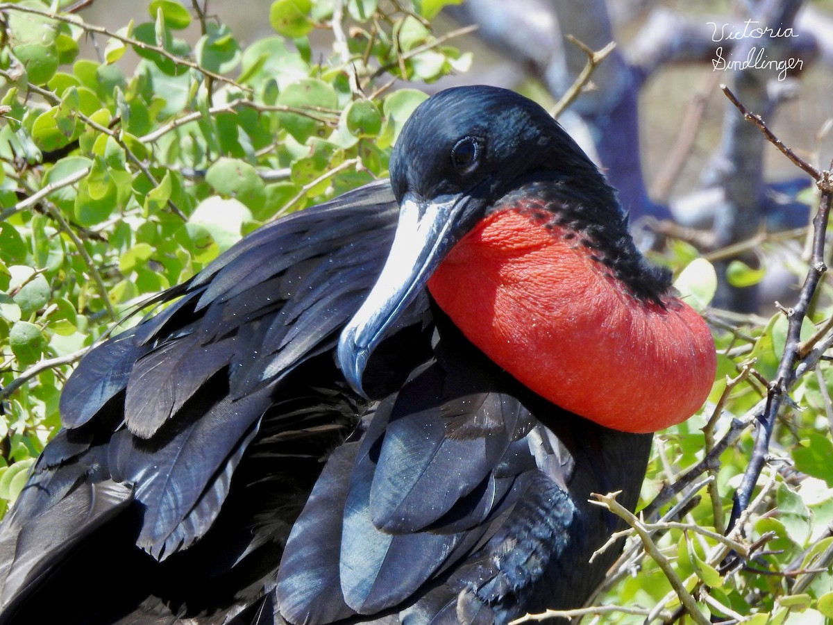 Magnificent Frigatebird - ML638875555