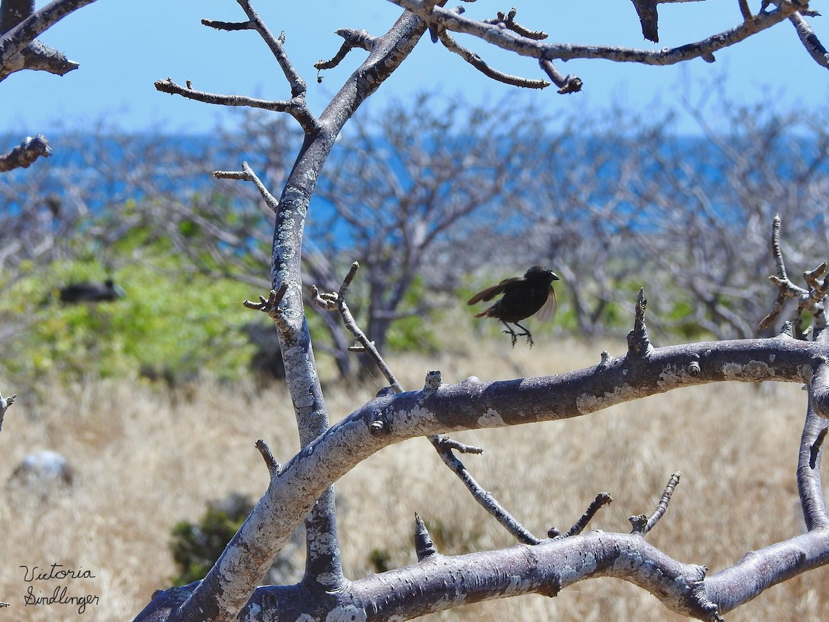 Small Ground-Finch - ML638875611