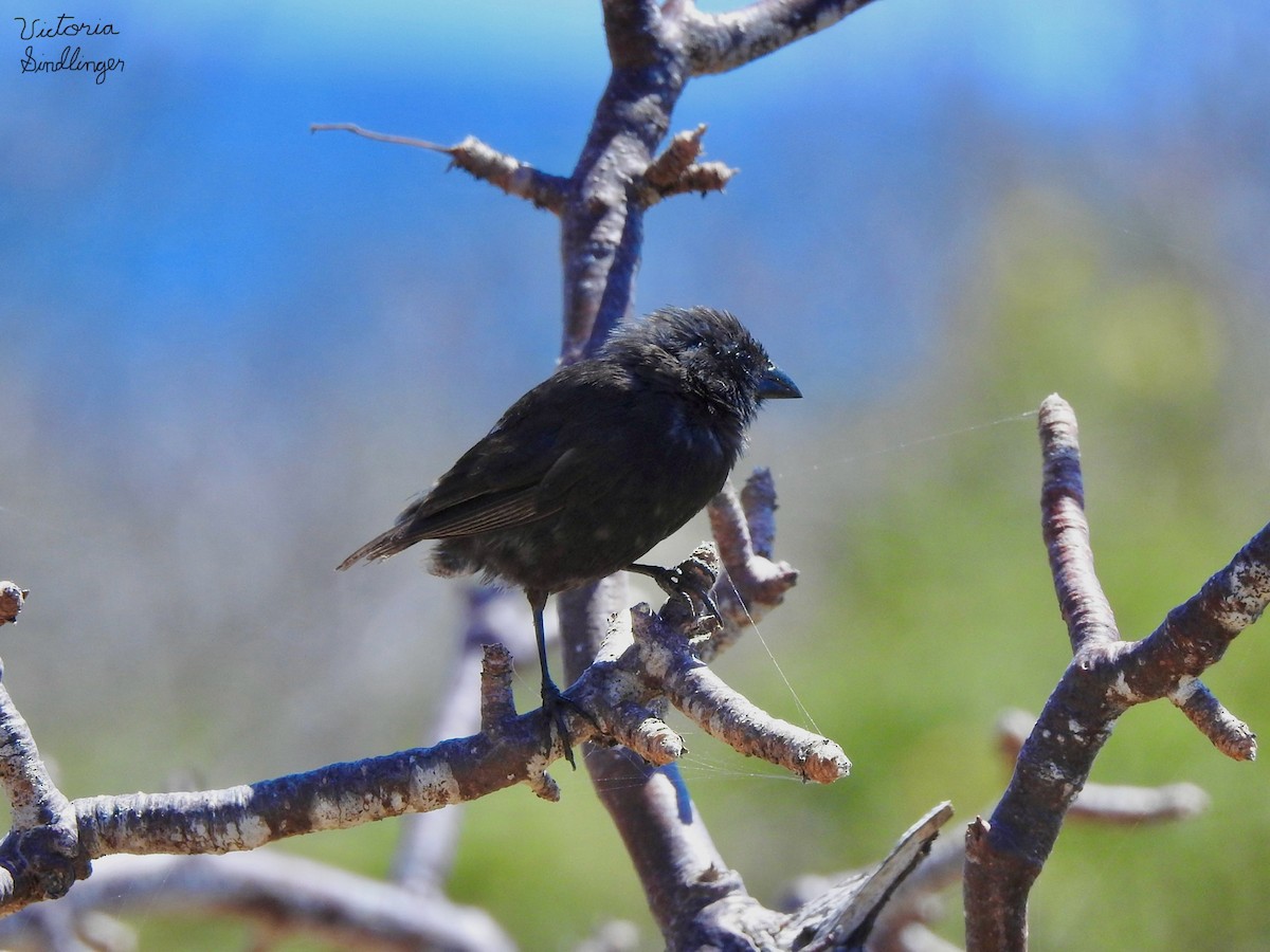 Small Ground-Finch - ML638875612