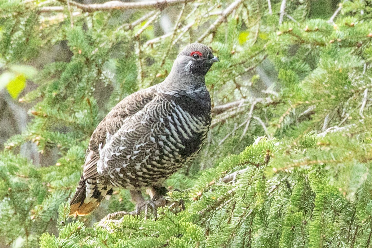 Spruce Grouse - ML638875619