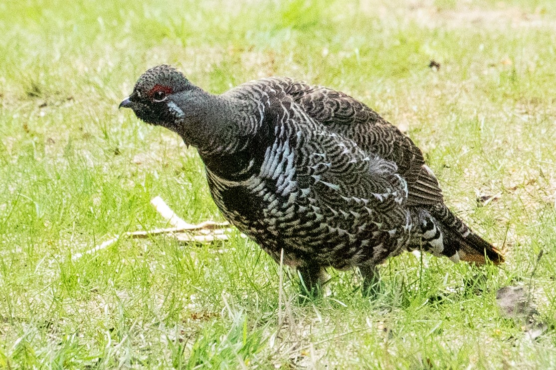 Spruce Grouse - ML638875624