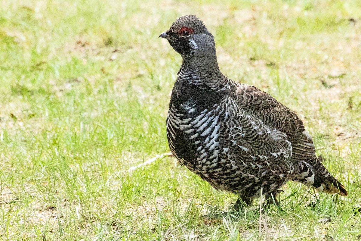 Spruce Grouse - ML638875628