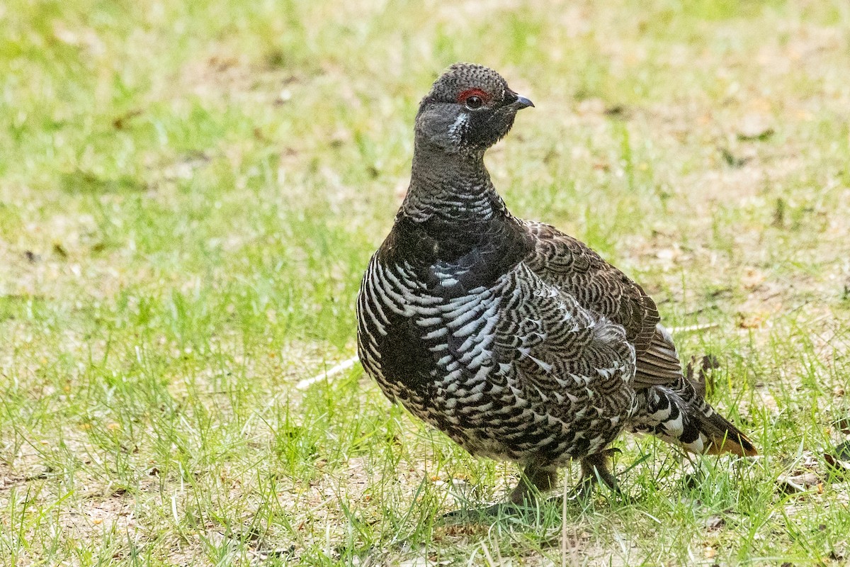 Spruce Grouse - ML638875630