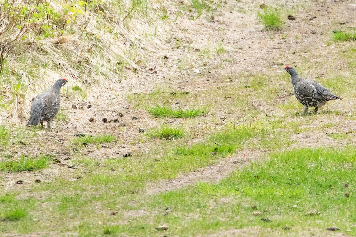 Spruce Grouse - ML638875634