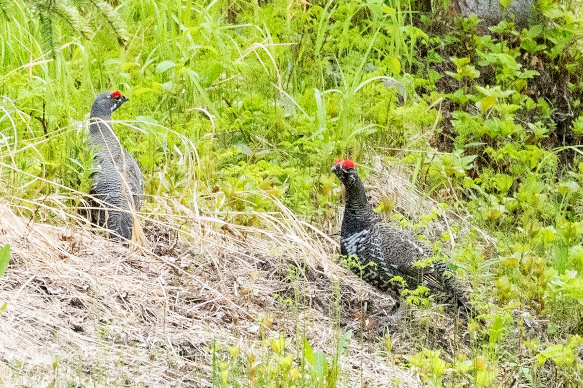 Spruce Grouse - ML638875636