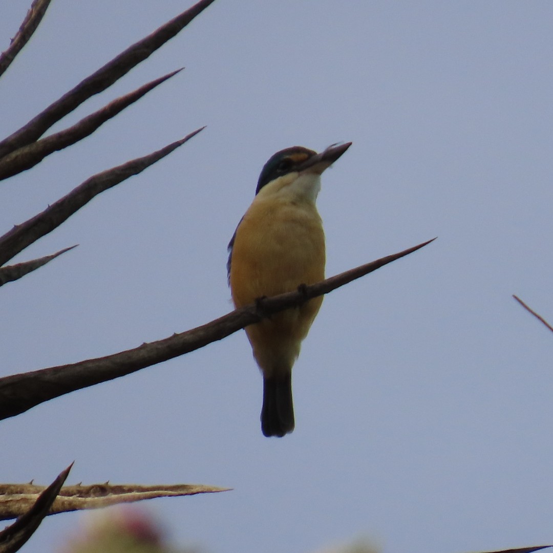 Sacred Kingfisher (Australasian) - ML638875669