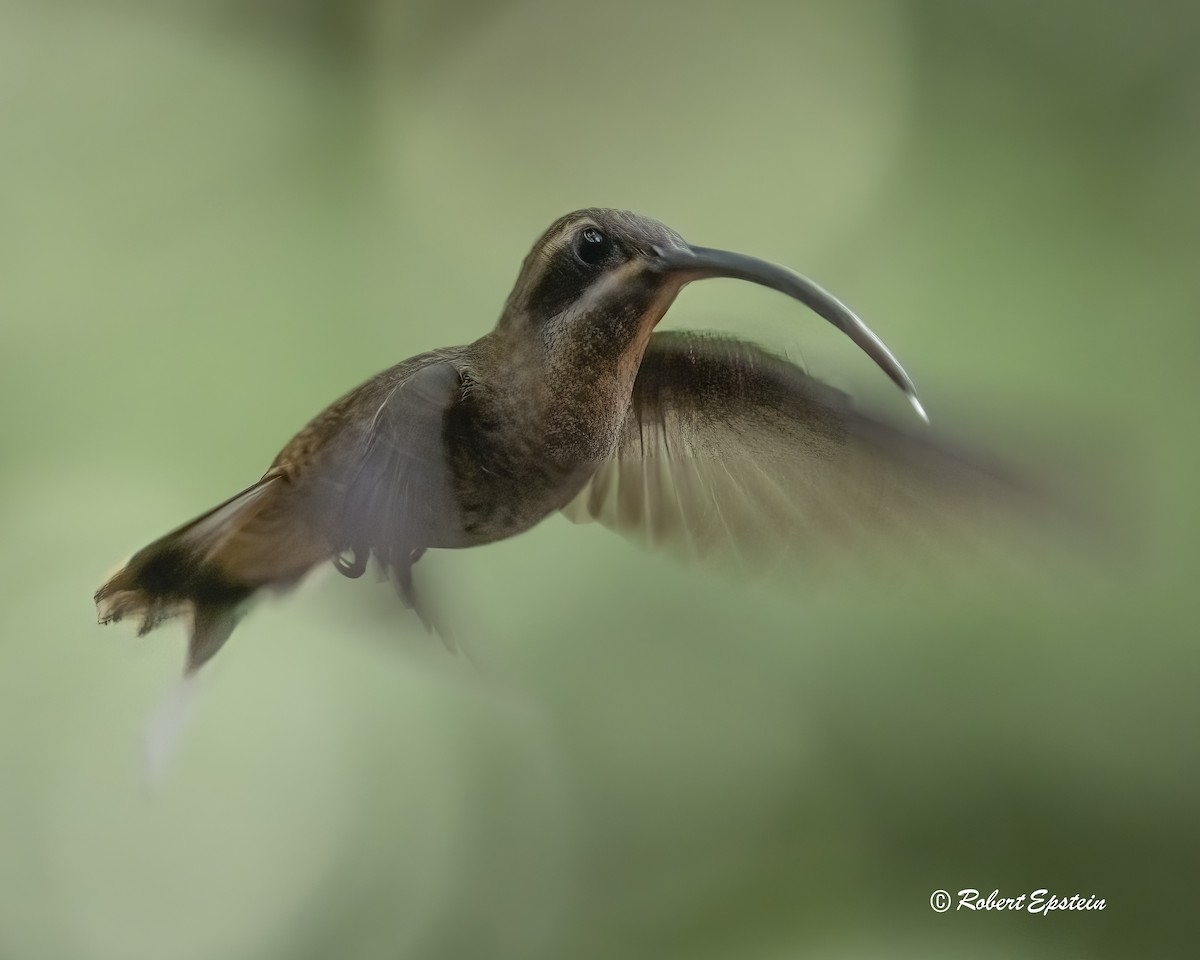 Long-billed Hermit - ML638875713