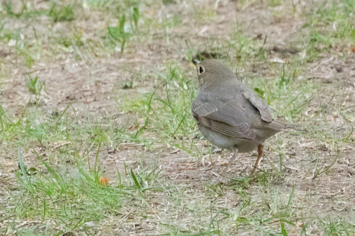 Tordo di Swainson - ML638875718