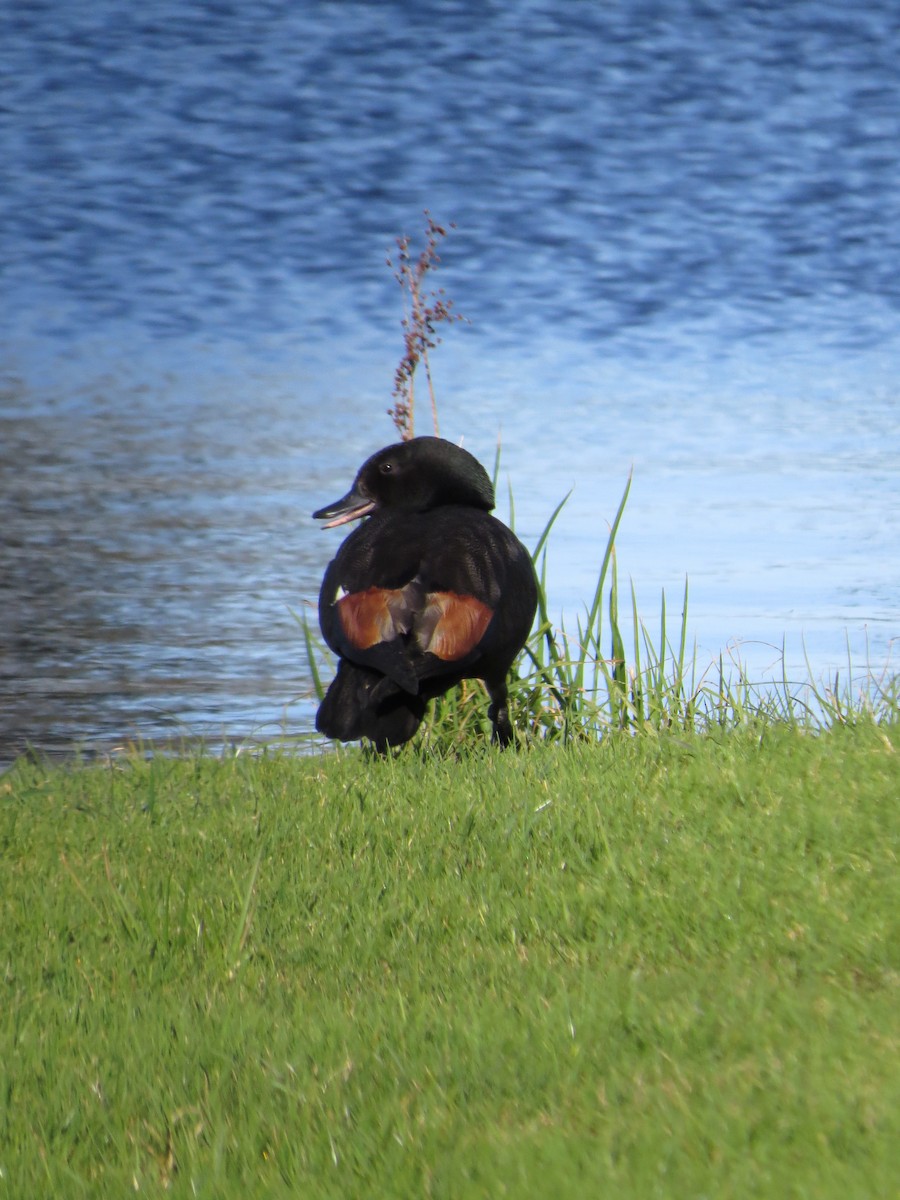 Australian Shelduck - ML638875723