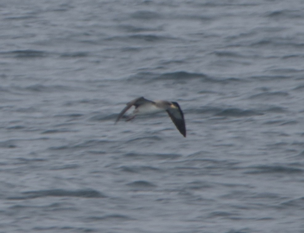 Cory's Shearwater - ML638875730