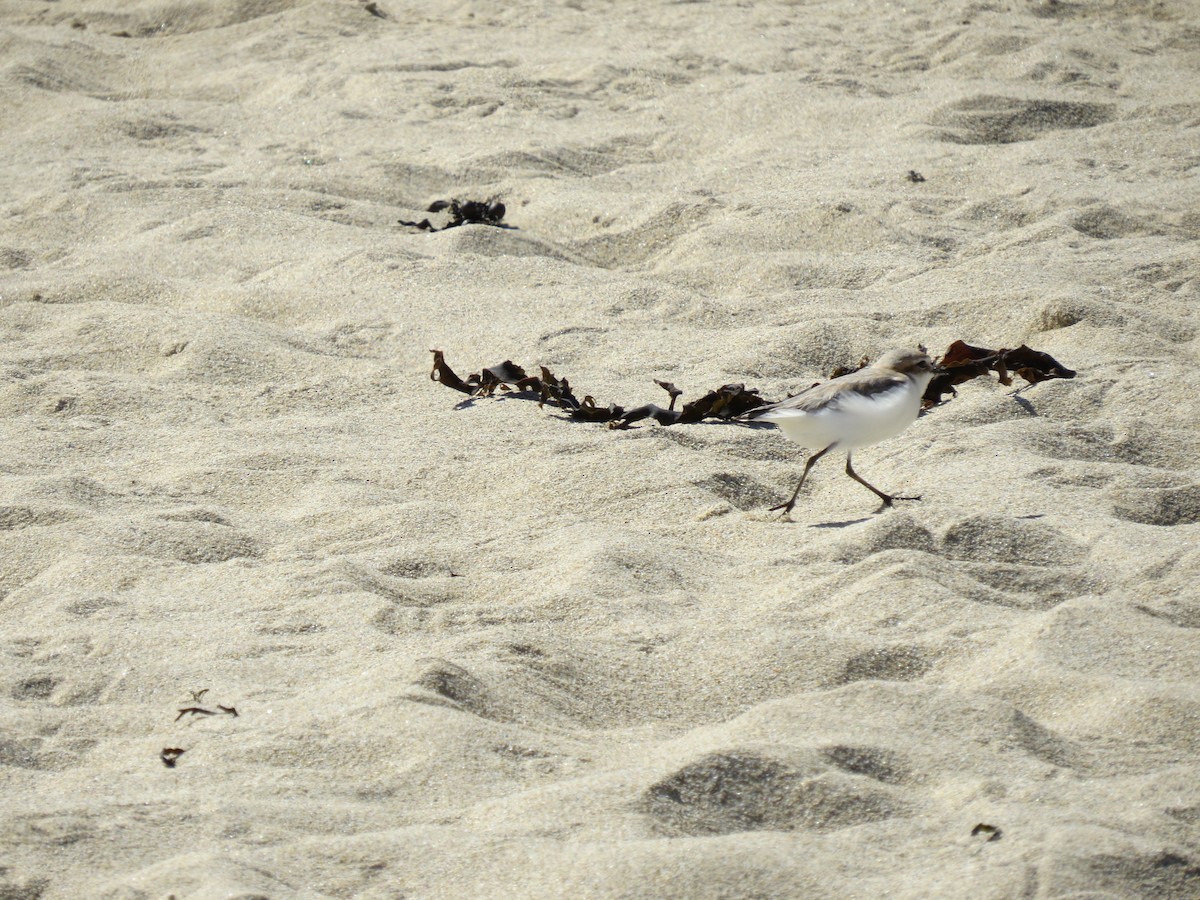 Red-capped Plover - ML638875754