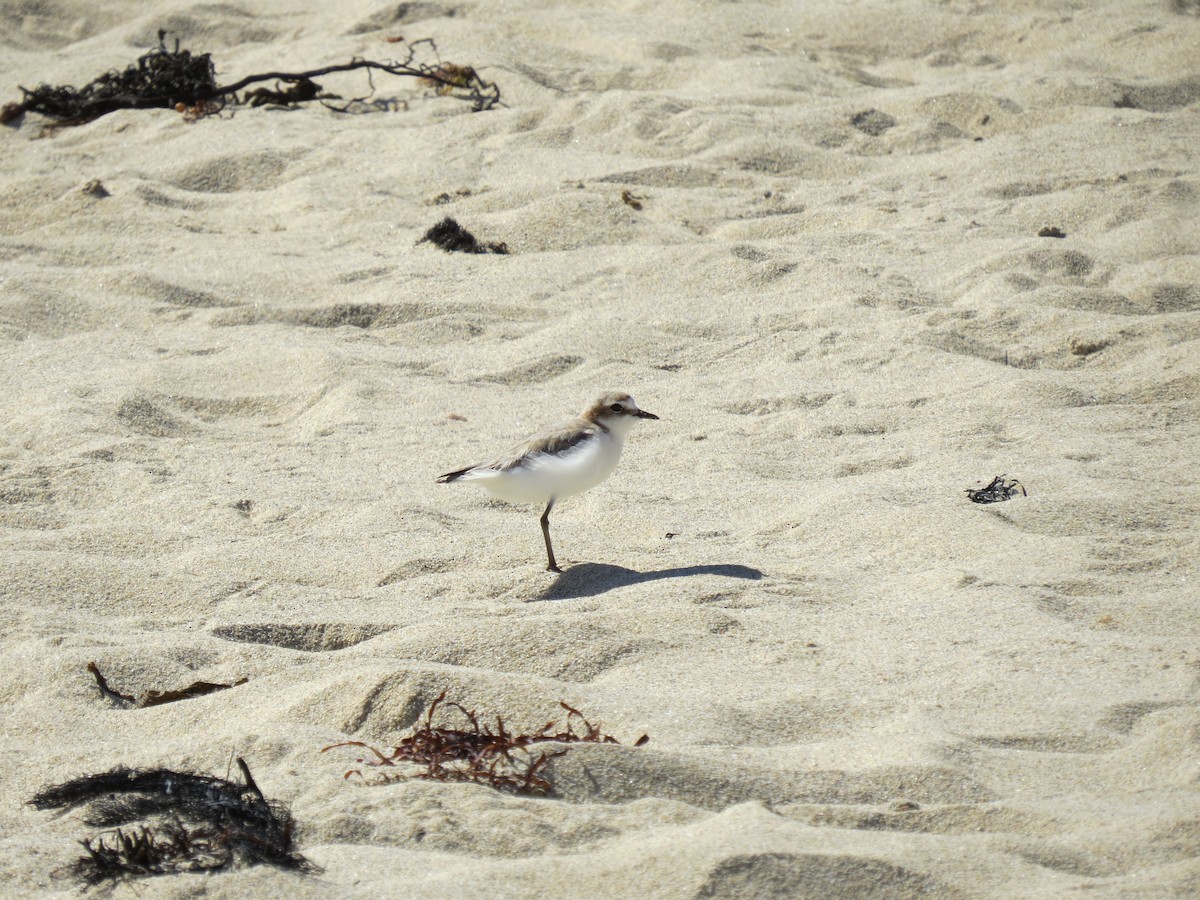 Red-capped Plover - ML638875759
