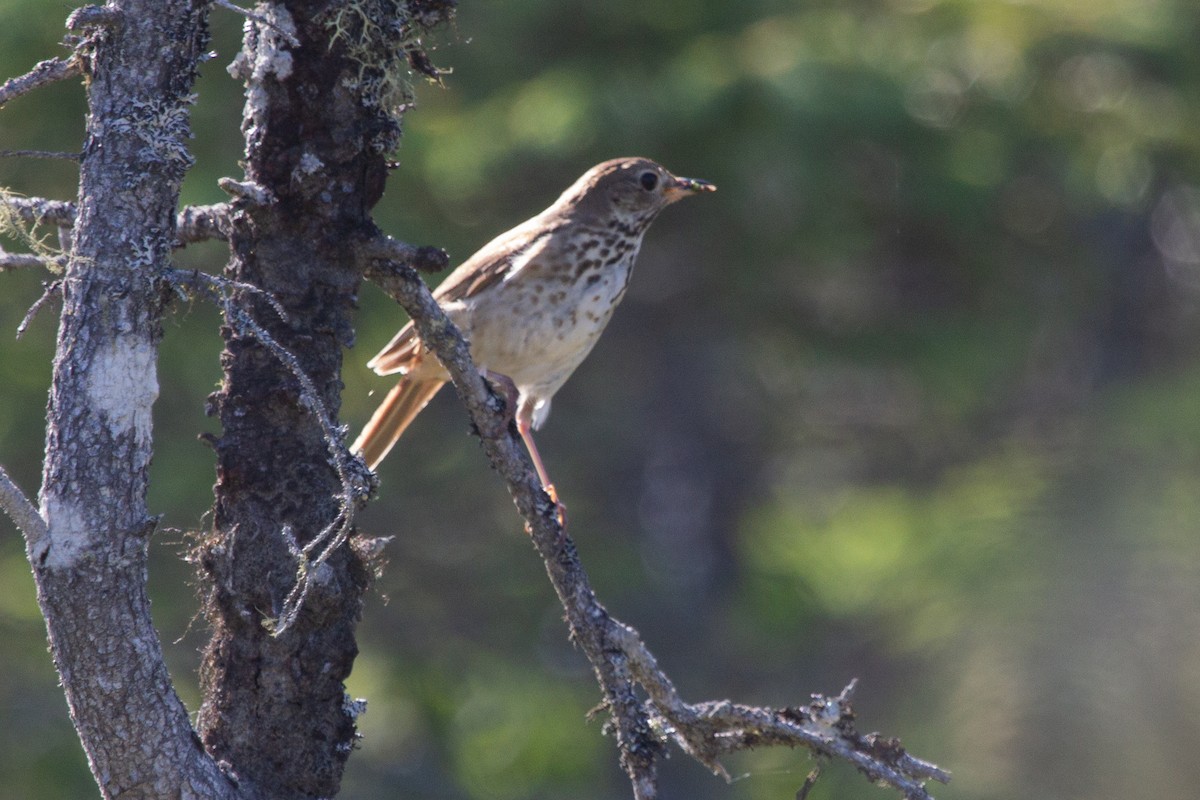 Hermit Thrush - ML638875776