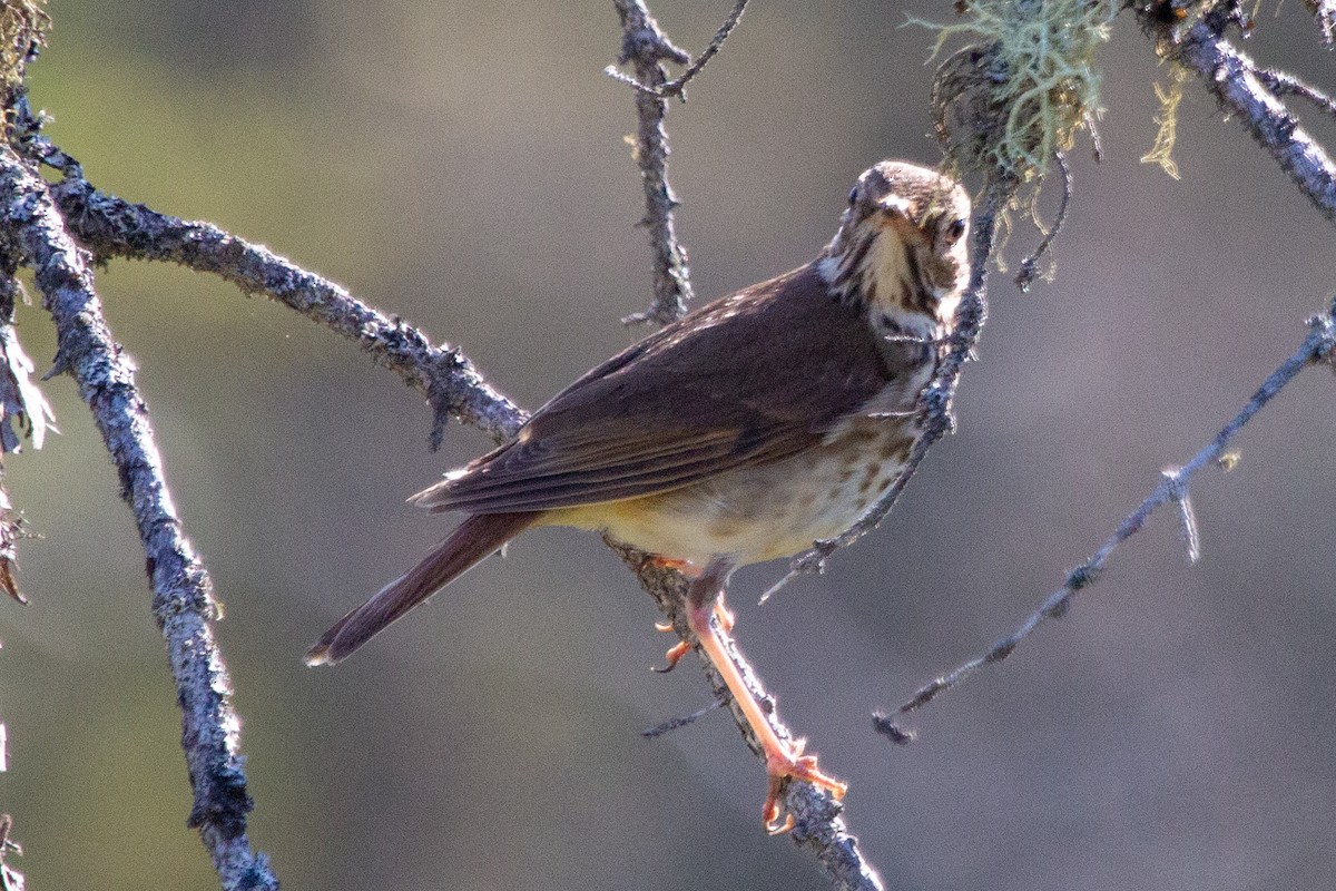 Hermit Thrush - ML638875777