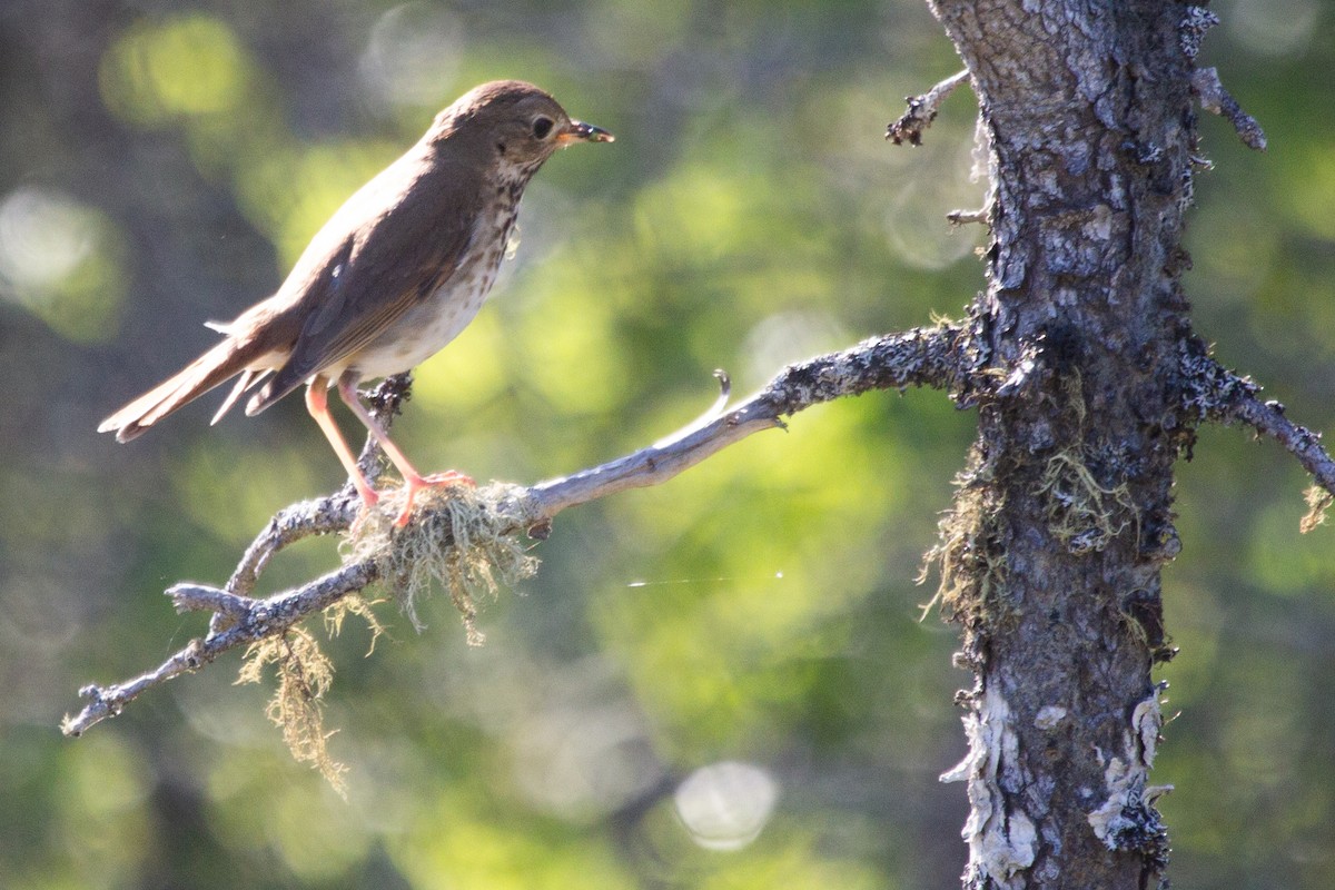 Hermit Thrush - ML638875778