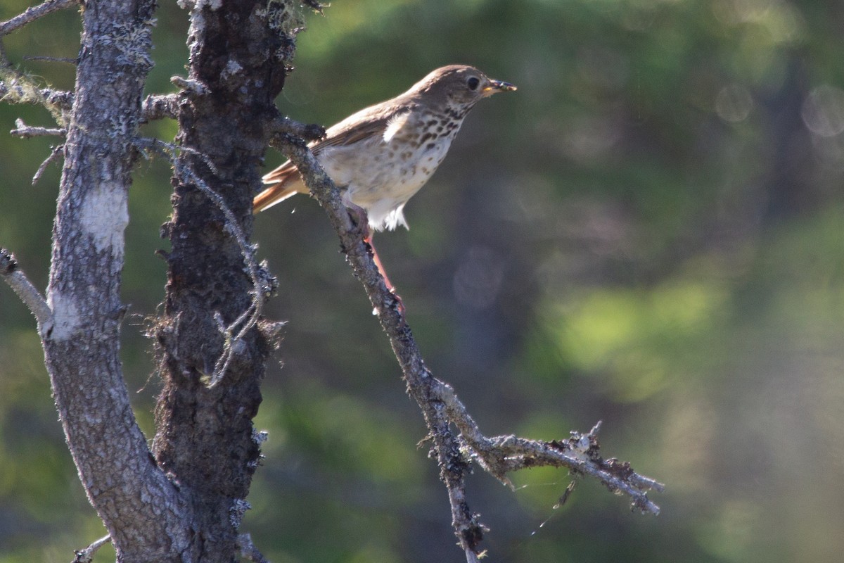 Hermit Thrush - ML638875779
