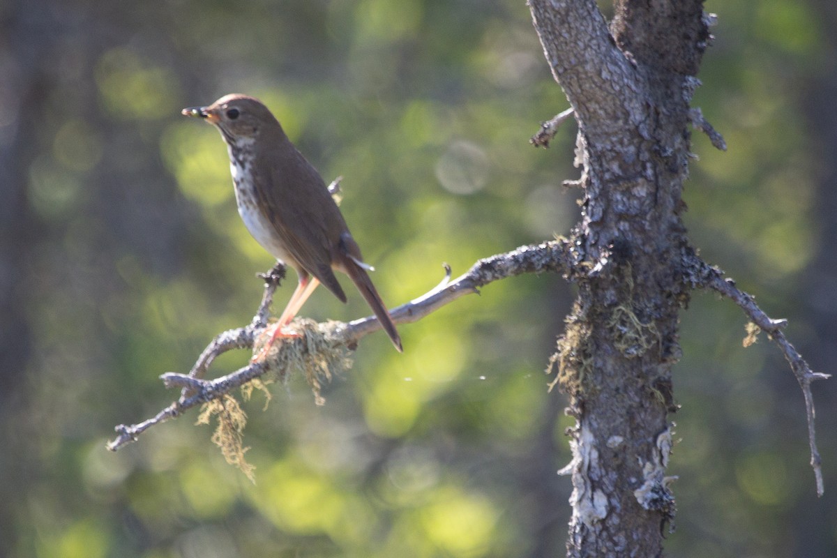 Hermit Thrush - ML638875780