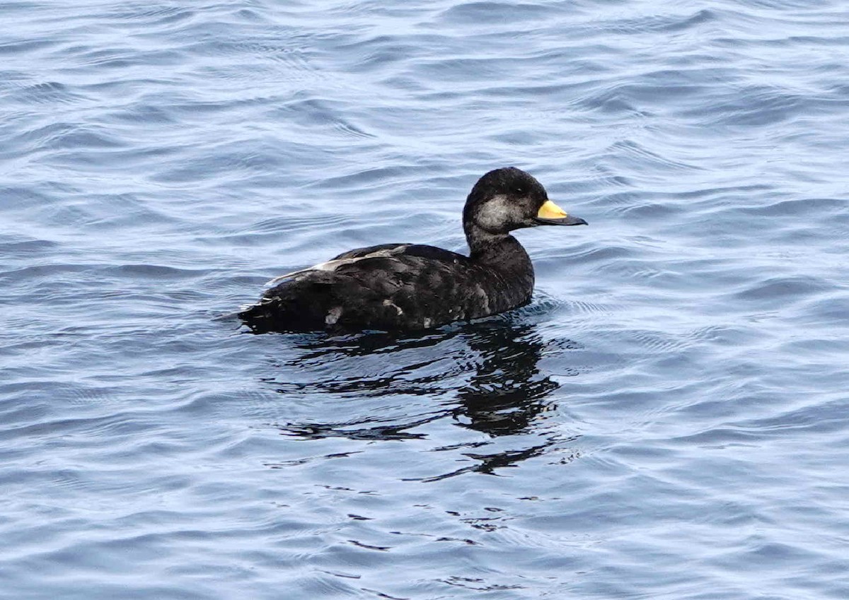Black Scoter - ML638875784
