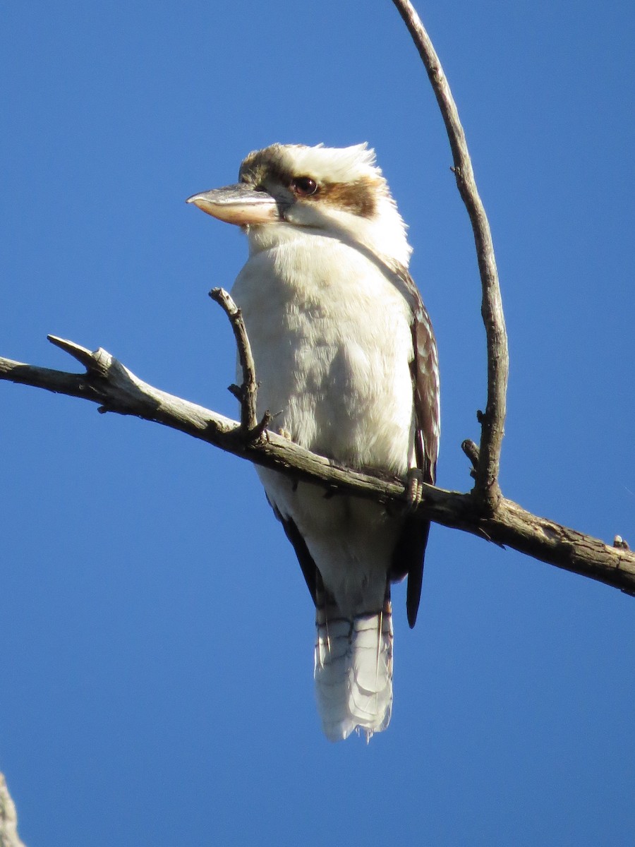 Laughing Kookaburra - ML638875785