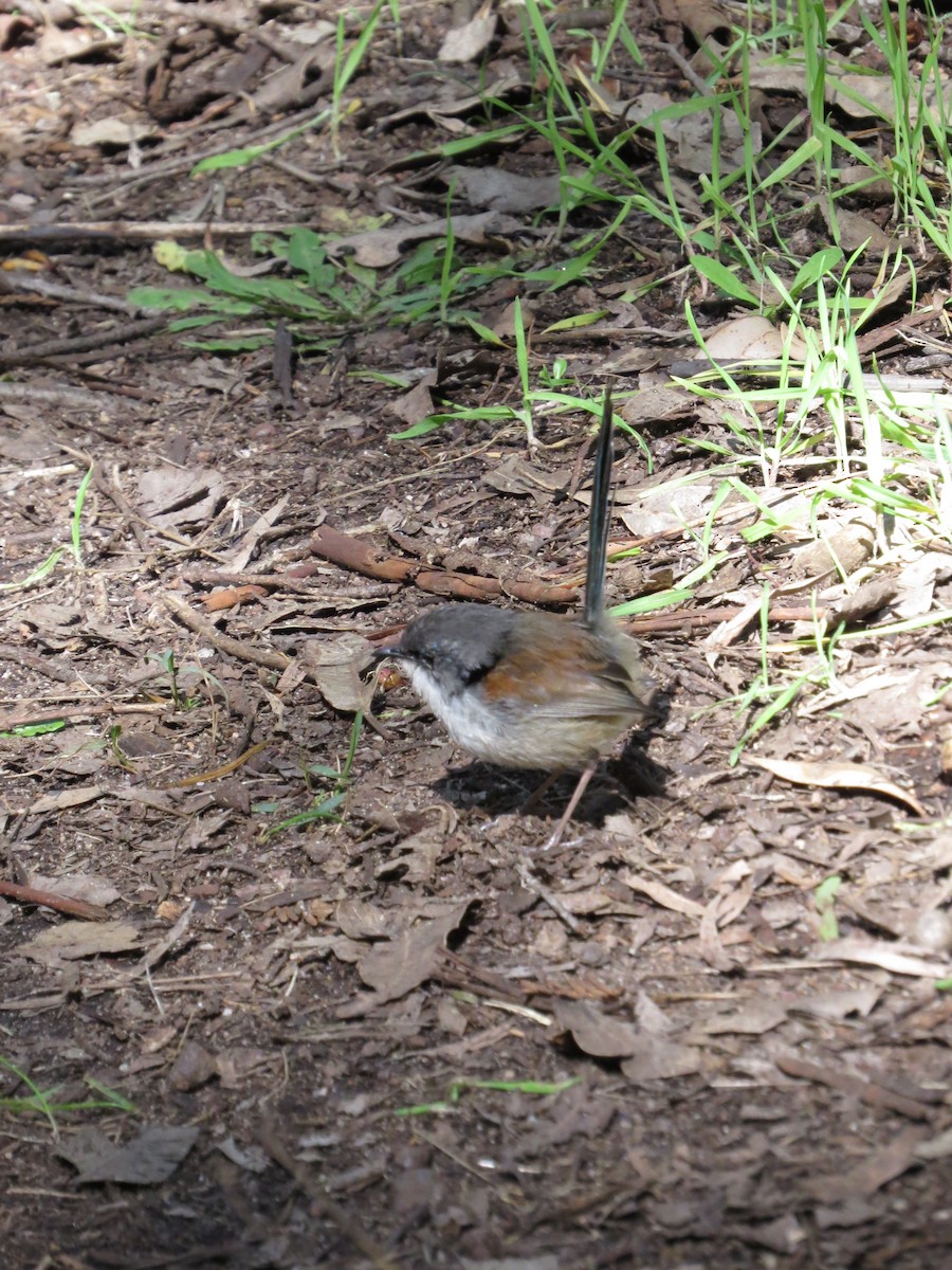 Red-winged Fairywren - ML638875798