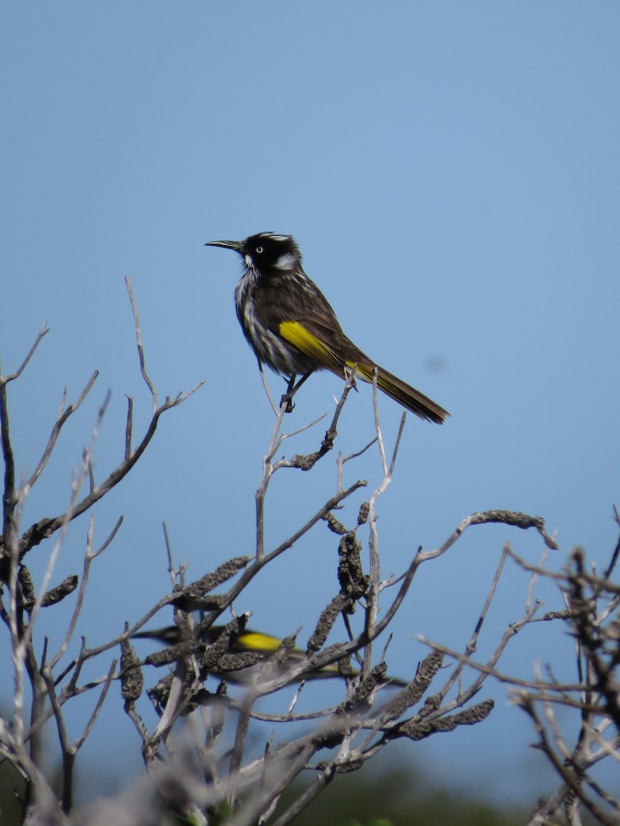 New Holland Honeyeater - ML638875801