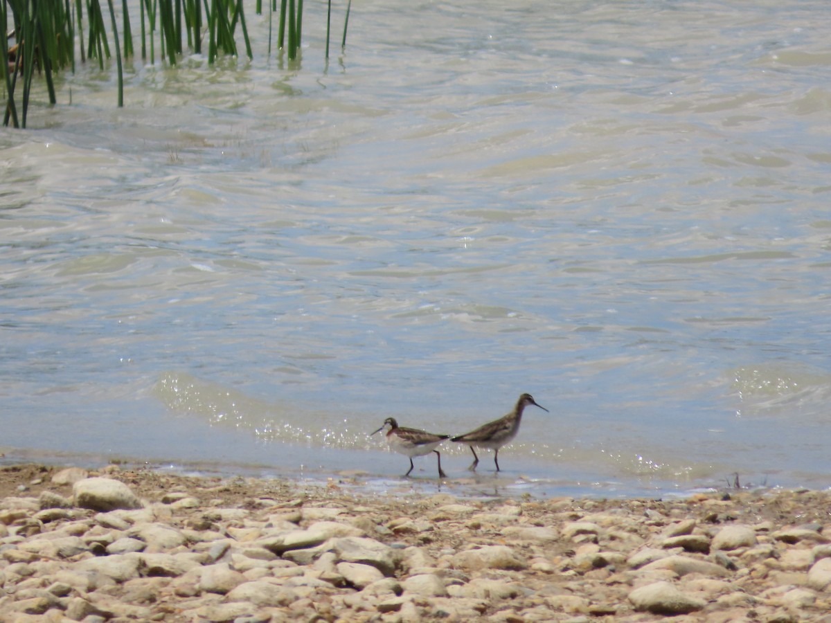 Wilson's Phalarope - ML638875819