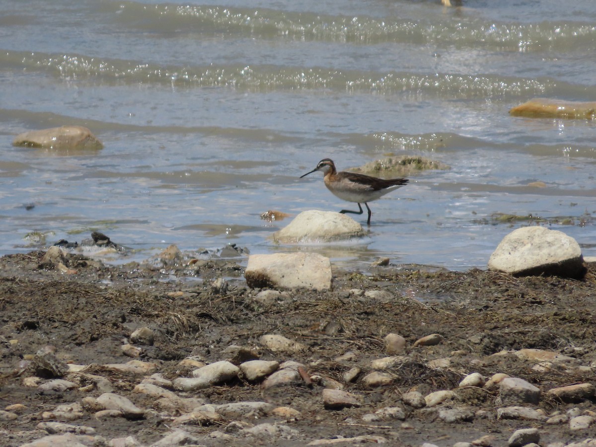 Wilson's Phalarope - ML638875820