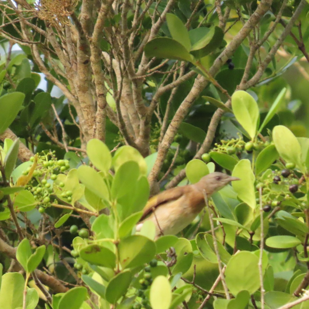 Rufous-banded Honeyeater - ML638875833