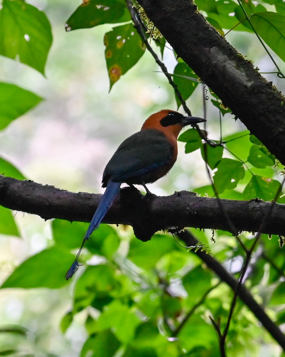 Rufous Motmot - ML638875845