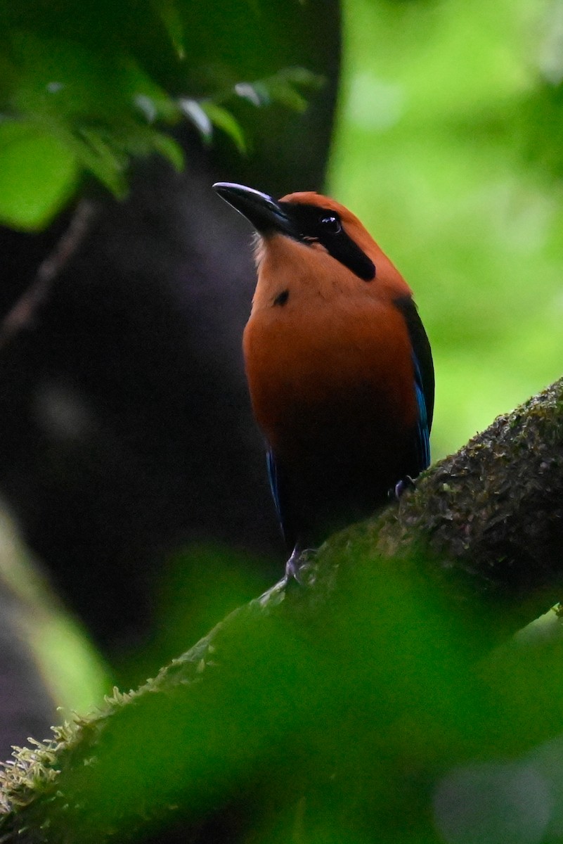 Rufous Motmot - ML638875846