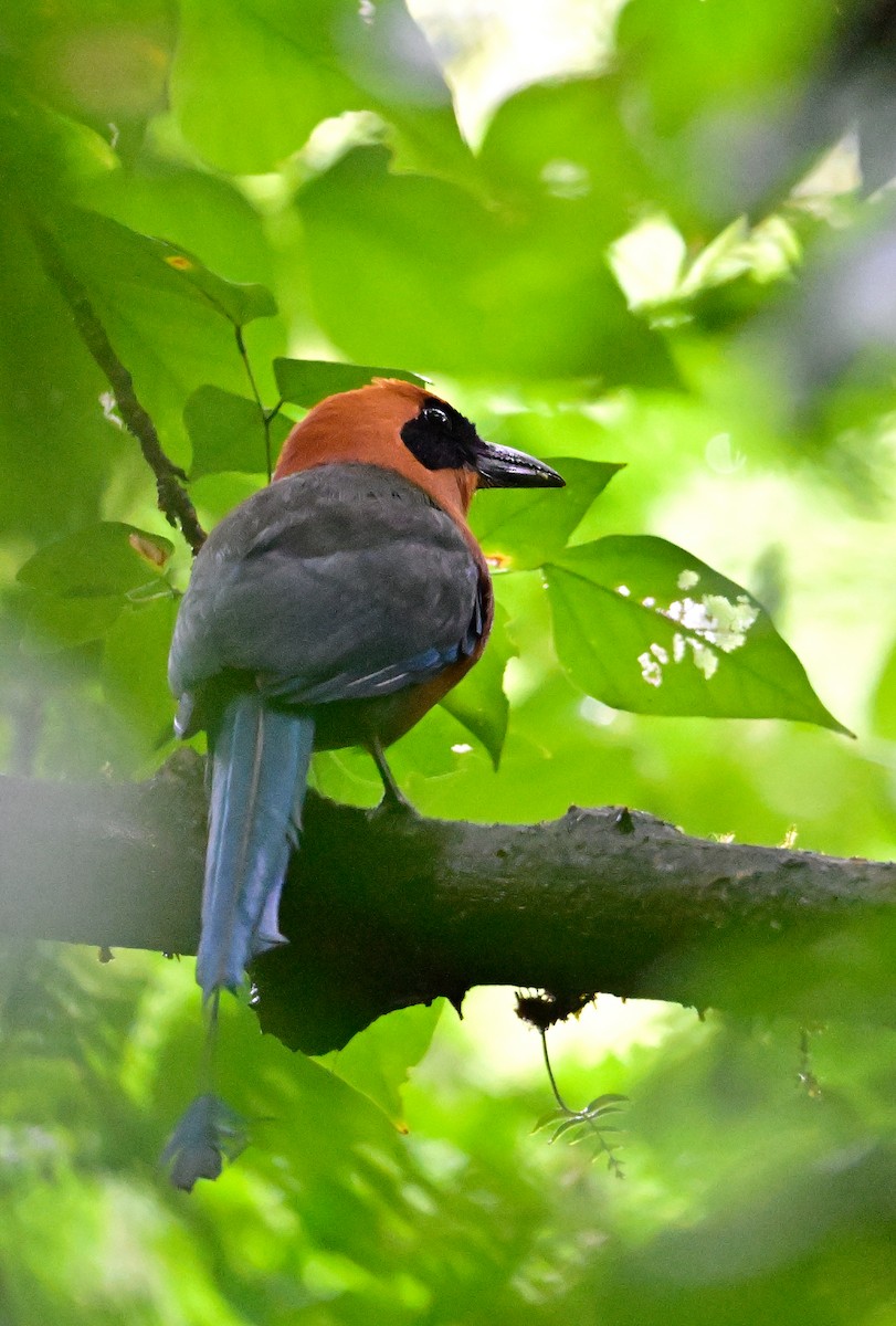 Rufous Motmot - ML638875848