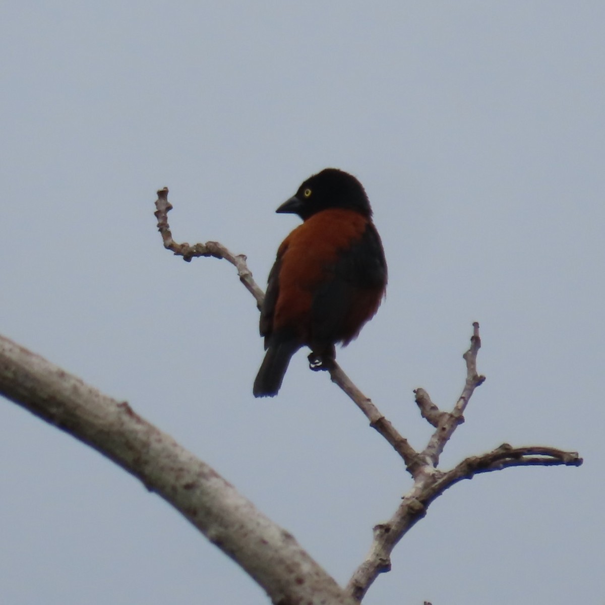 Chestnut-and-black Weaver - ML638875891