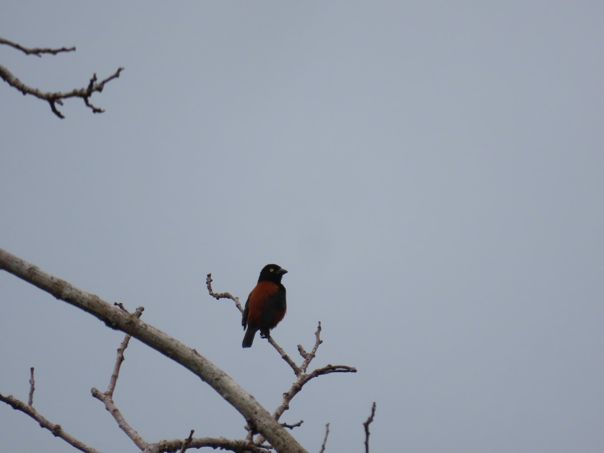 Chestnut-and-black Weaver - ML638875892