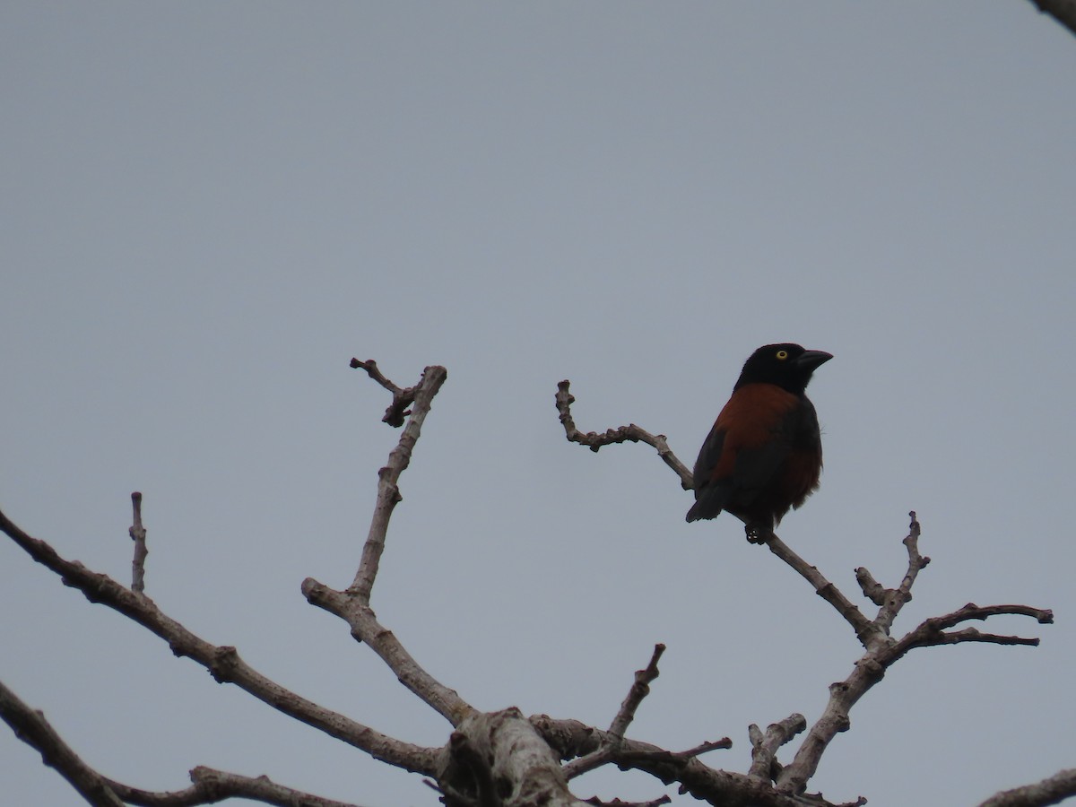 Chestnut-and-black Weaver - ML638875893