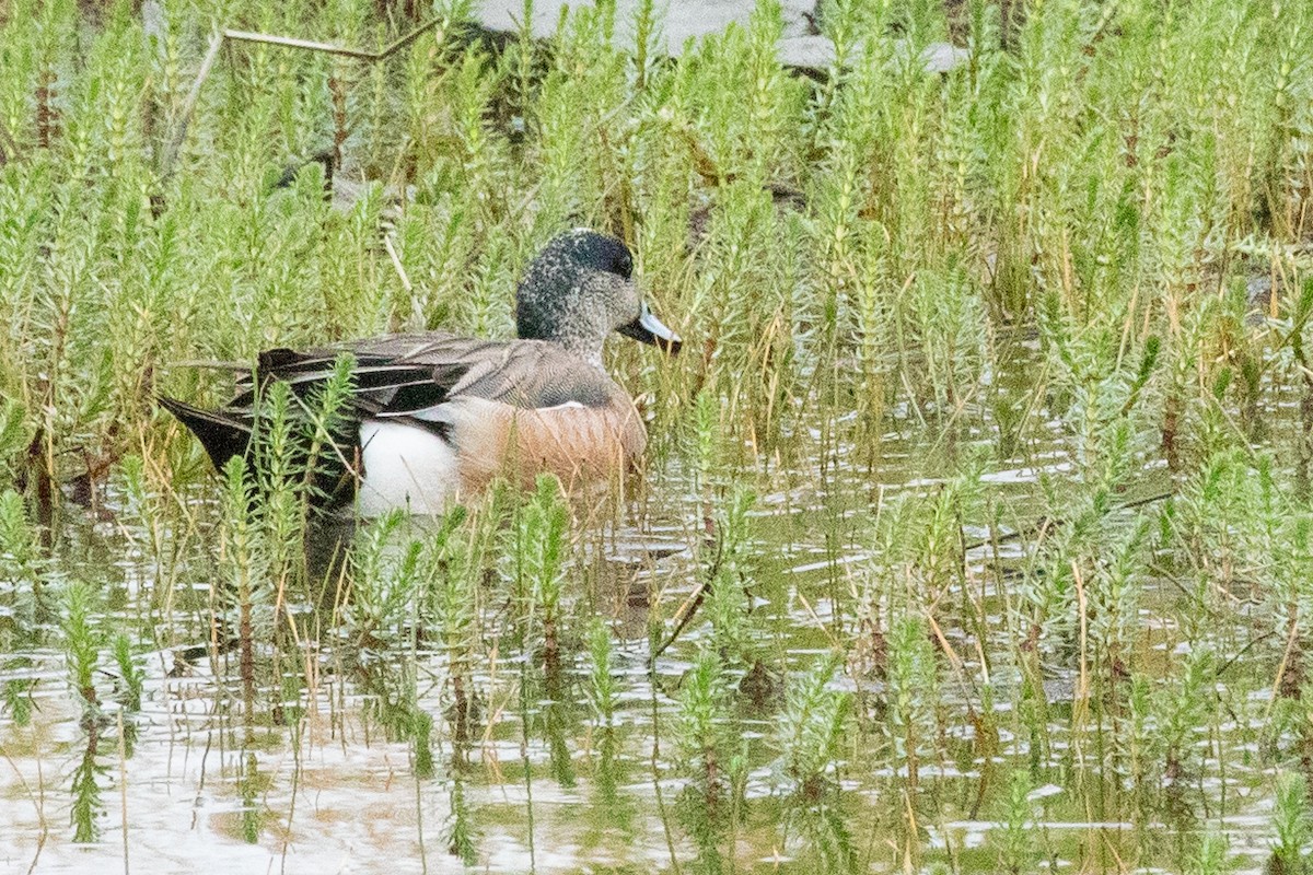American Wigeon - ML638875945