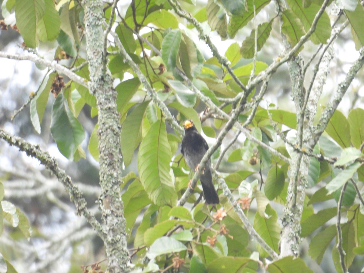 Yellow-legged Thrush - ML638875946